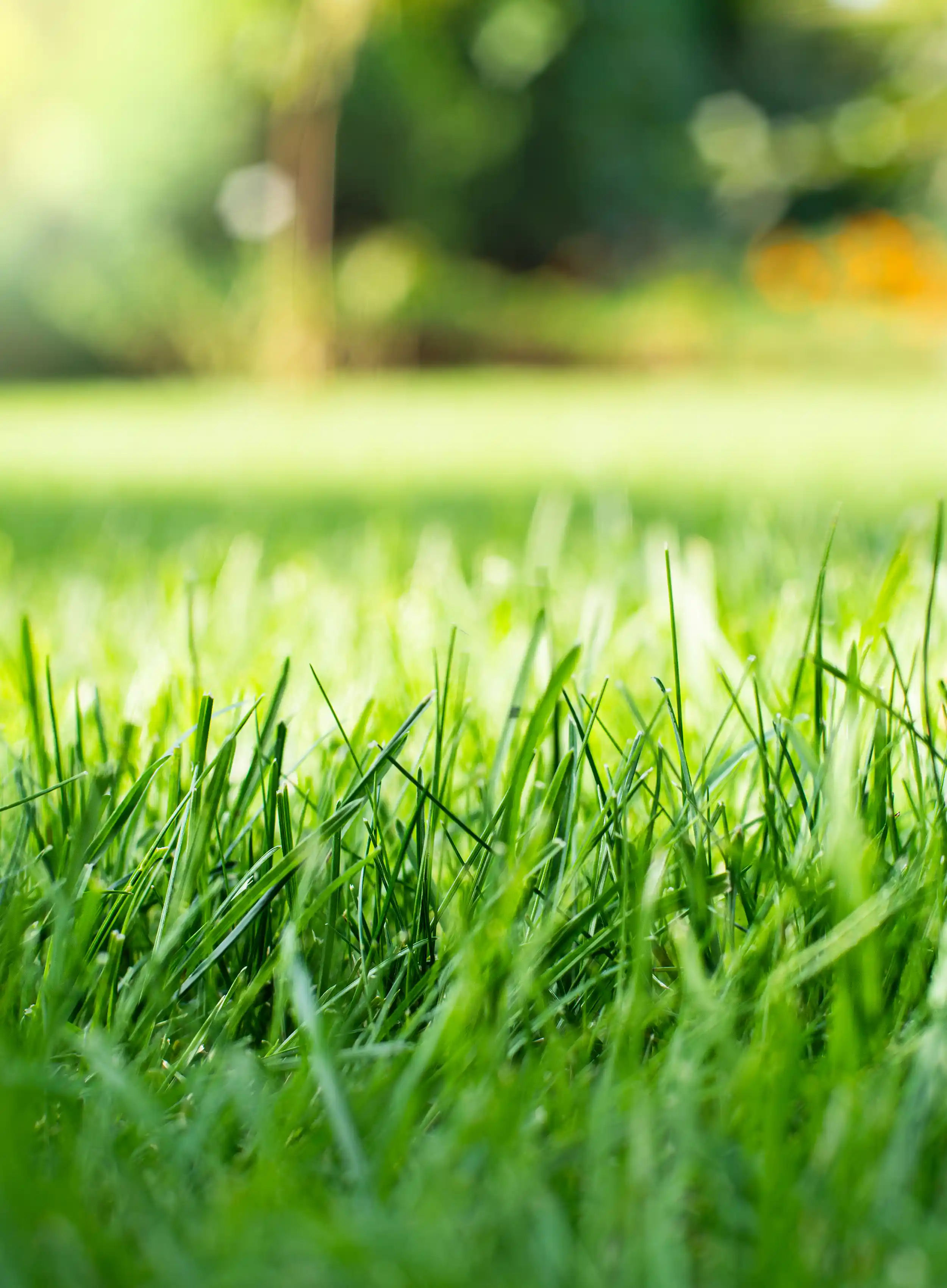 How to Keep Your Lawn Green and Healthy in Connecticut